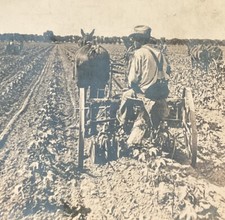 Phoenix AZ Horse Drawn Riding