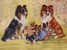 SHELTIE SHETLAND SHEEPDOG DOGS