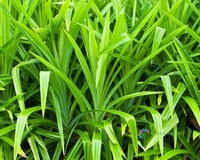 50 Seeds Pandanus