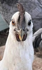 10 Zombie (AYAM CEMANI x WHITE