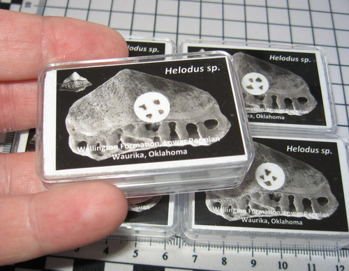 Permian helodus freshwater - helodus,
