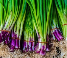 900x Welsh Red Onion Seeds - Fast Growing -  Herb