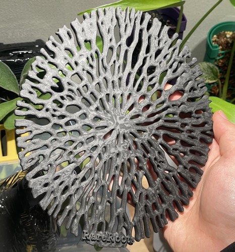 Mounting board for staghorn - board,