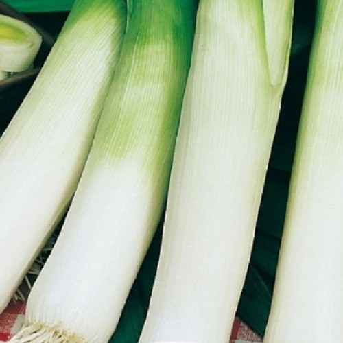 Organic leek plug plants - 3x,