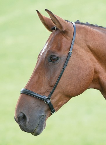 Shires blenheim drop noseband - blenheim,