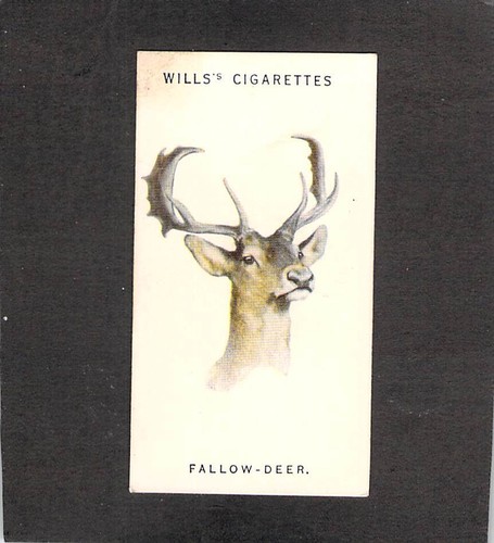 Y2869 wills wild - wild, heads
