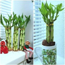 LUCKY BAMBOO 6 stalks 8 inches