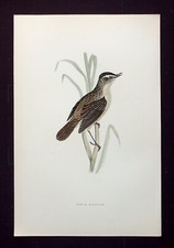 SEDGE WARBLER, original antique ornithological, bird print, MORRIS, 1896