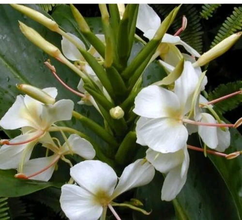 Hedychium coronarium ginger - coronarium,