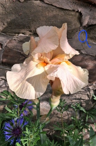Tall bearded iris - bearded, peach,