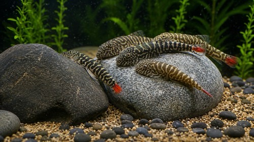 Gastromyzon sk02 red tail - sp.,