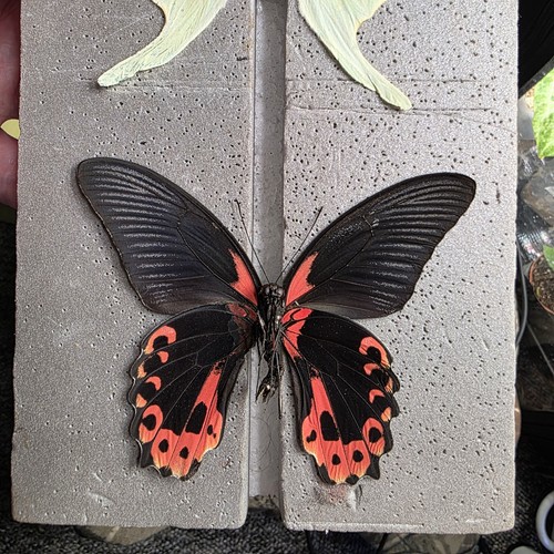Papilio rumanzovia scarlet - rumanzovia,