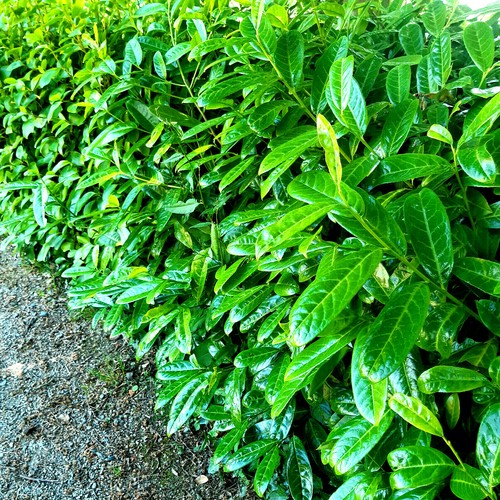 Cherry laurel fast growing - 20,