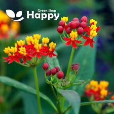 MEXICAN BUTTERFLY WEED RED - 40 SEEDS - Asclepias curassavica - PERENNIAL FLOWER