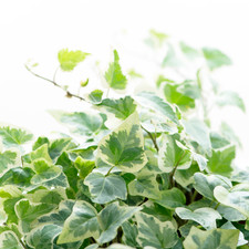 Large evergreen english ivy - large,
