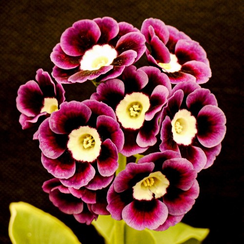 Photo 6x4 primula auricula - primula,
