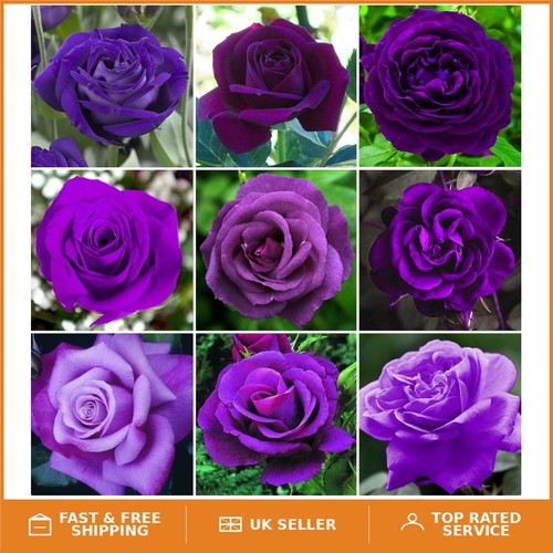 Potted purple rose bush - purple,