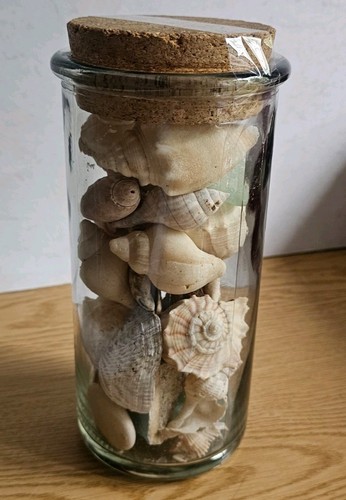 Sea shells various - ,