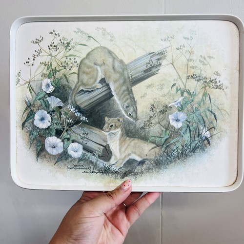 Vintage stoats animal wildlife - stoats,