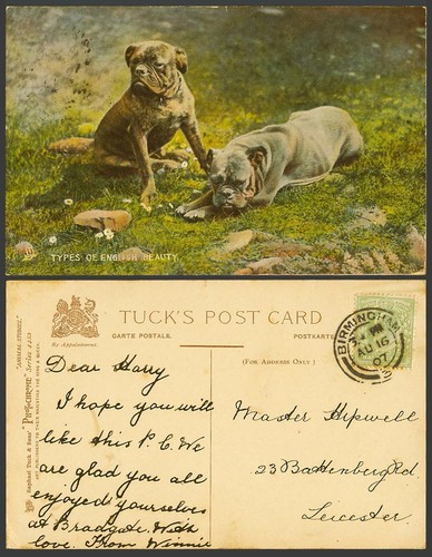 Bulldog bull dog bulldogs - bulldog,