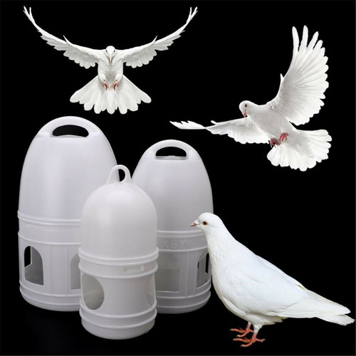 Water dove drink drinking - water,
