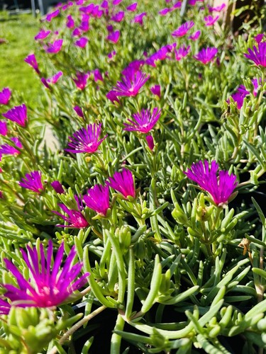 Delosperma magenta purple ice - delosperma,
