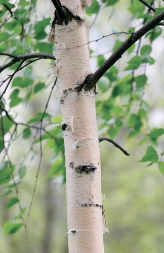 Silver birch - silver,