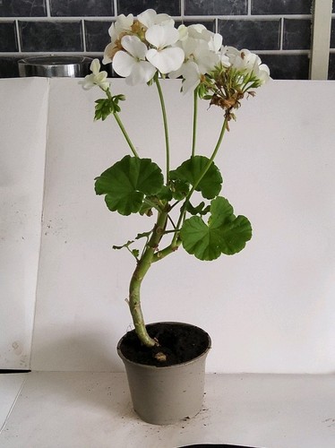 White geranium - white, (pelargonium)