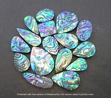 100 carats Abalone Shell