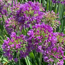 Allium Lavender Bubbles - Ornamental Perennial Plant - Hardy Plant in Pot