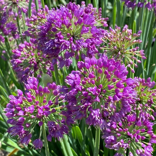 Allium lavender bubbles - lavender,