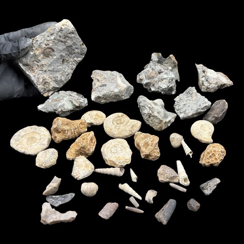 1kg british fossil - fossil, mix
