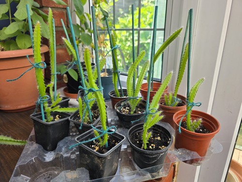 Dragon fruit plant 11 - dragon,