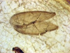 Pliocene amber from - amber,