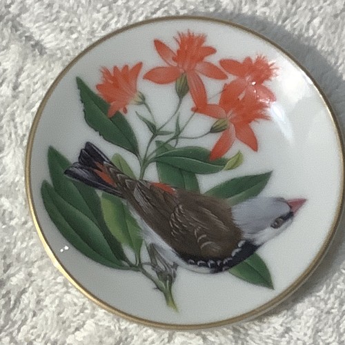 Diamond firetail finch - diamond,