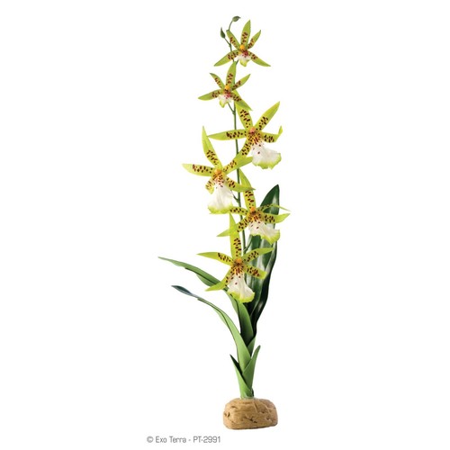 Exo terra spider orchid - exo,