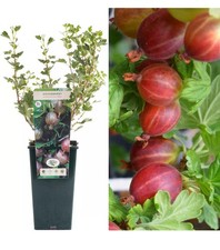 Gooseberry Hinnonmaki Red