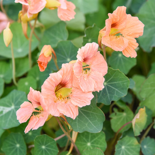 Tropaeolum salmon baby - 'salmon, baby'