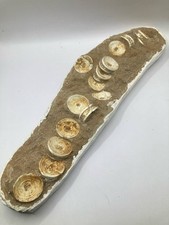 Otodus Shark Vertebrae Fossil