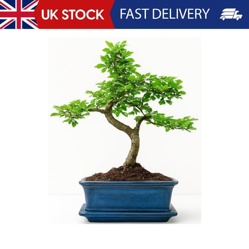 Bonsai tree chinese elm - tree,