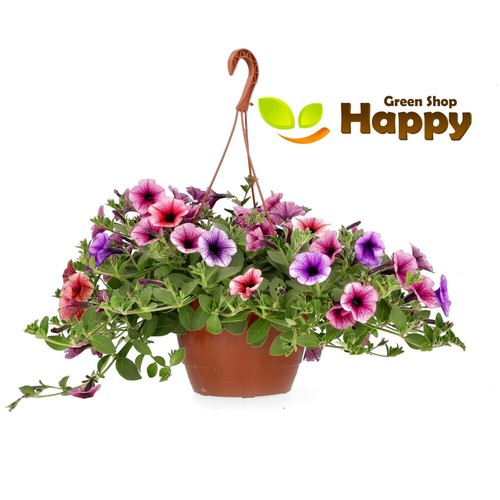Petunia veined mix - petunia, f2