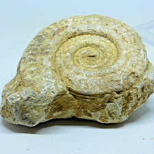 Jurassic Fossil Ammonite Hildoceras Bifrons  Ilminster Somerset UK  with Stand