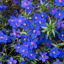 Anagallis plug plants skylover