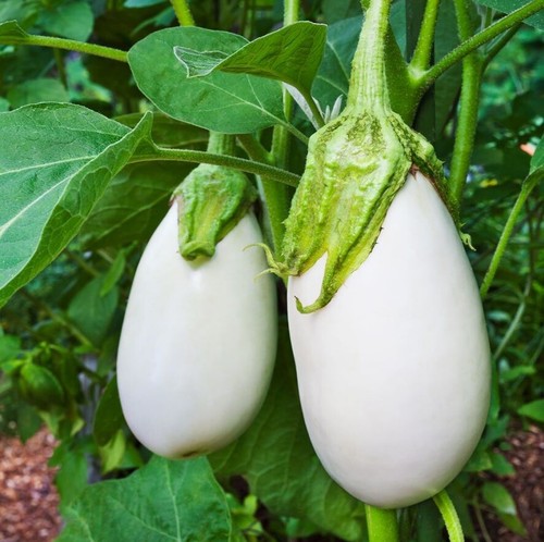 Aubergine white casper - aubergine, 'white