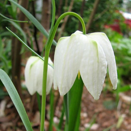 Fritillaria meleagris alba - fritillaria,