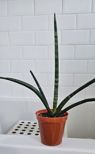 Sansevieria cylindrica plant - sansevieria,