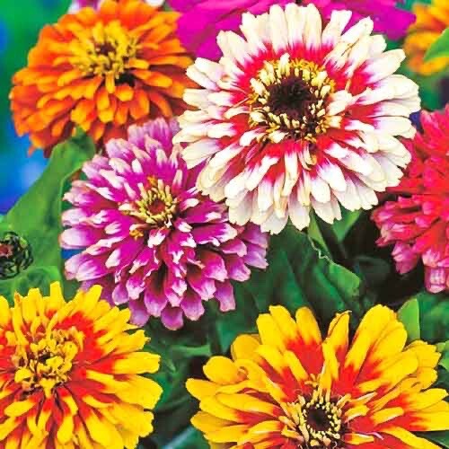 Zinnia tall carousel - 55,