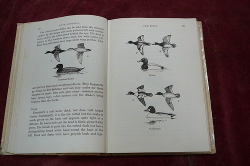 Duck shooting willock - duck, willock,