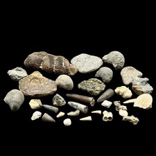British Jurassic Fossil Mix