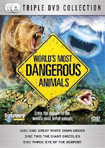 World most dangerous animals - world's,
